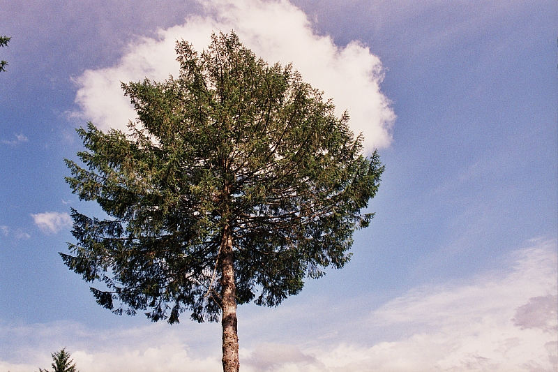 &copy; R.Thiel
Impressionen aus den Bistritz-Bergen
August 2002
Rumänienfotos