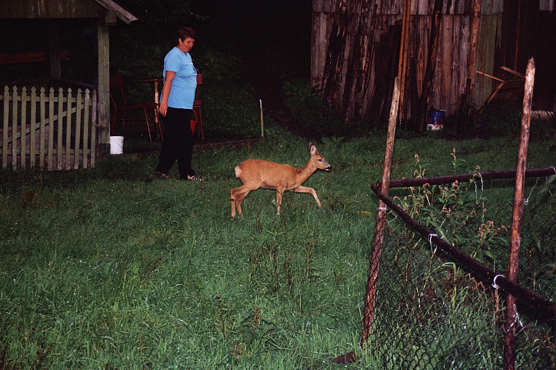 &copy; R.Thiel
Impressionen aus den Bistritz-Bergen
August 2002
Rumänienfotos