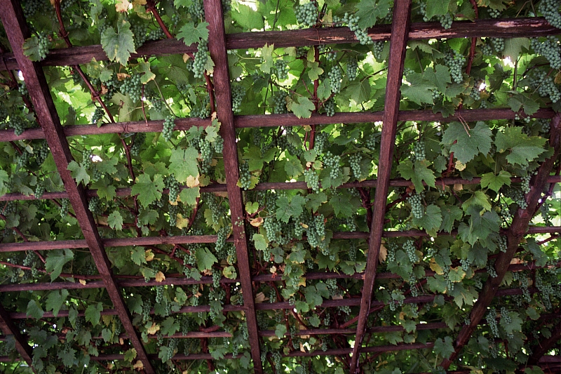 &copy; R.Thiel
Impressionen aus den Bistritz-Bergen
August 2002
Rumänienfotos