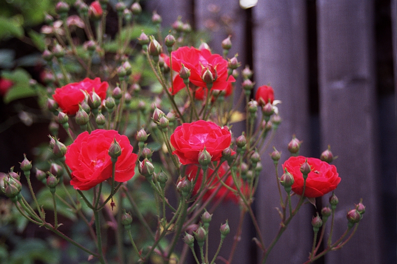 &copy; R.Thiel
Impressionen aus den Bistritz-Bergen
August 2002
Rumänienfotos