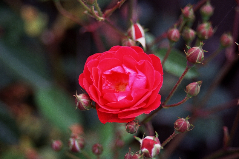 &copy; R.Thiel
Impressionen aus den Bistritz-Bergen
August 2002
Rumänienfotos