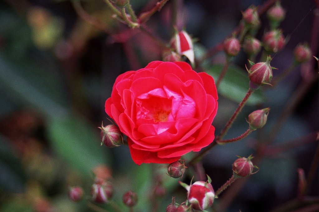 &copy; R.Thiel
Impressionen aus den Bistritz-Bergen
August 2002
Rumänienfotos