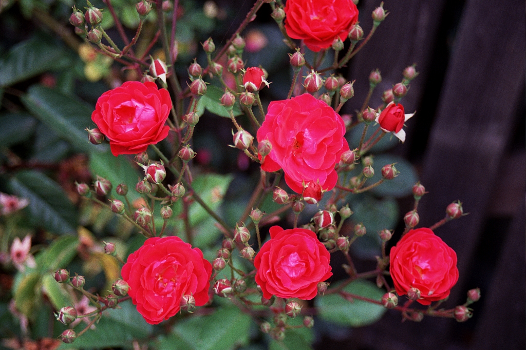 &copy; R.Thiel
Impressionen aus den Bistritz-Bergen
August 2002
Rumänienfotos