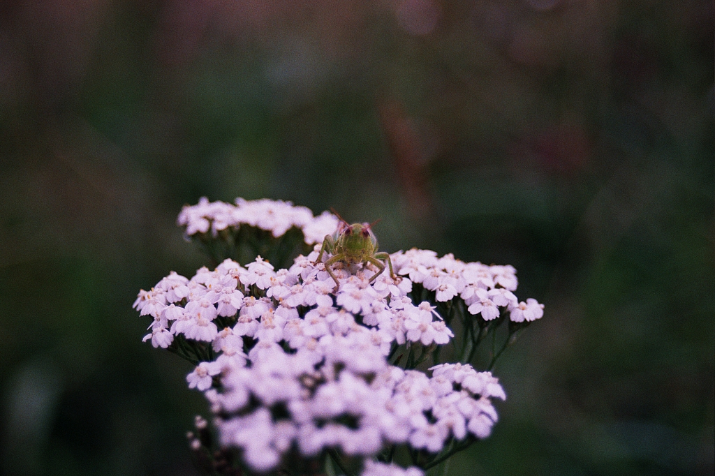 &copy; R.Thiel
Impressionen aus den Bistritz-Bergen
August 2002
Rumänienfotos