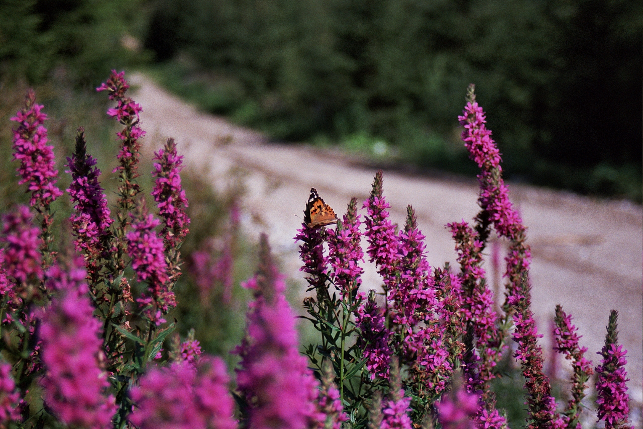 &copy; R.Thiel
Impressionen aus den Bistritz-Bergen
August 2002
Rumänienfotos