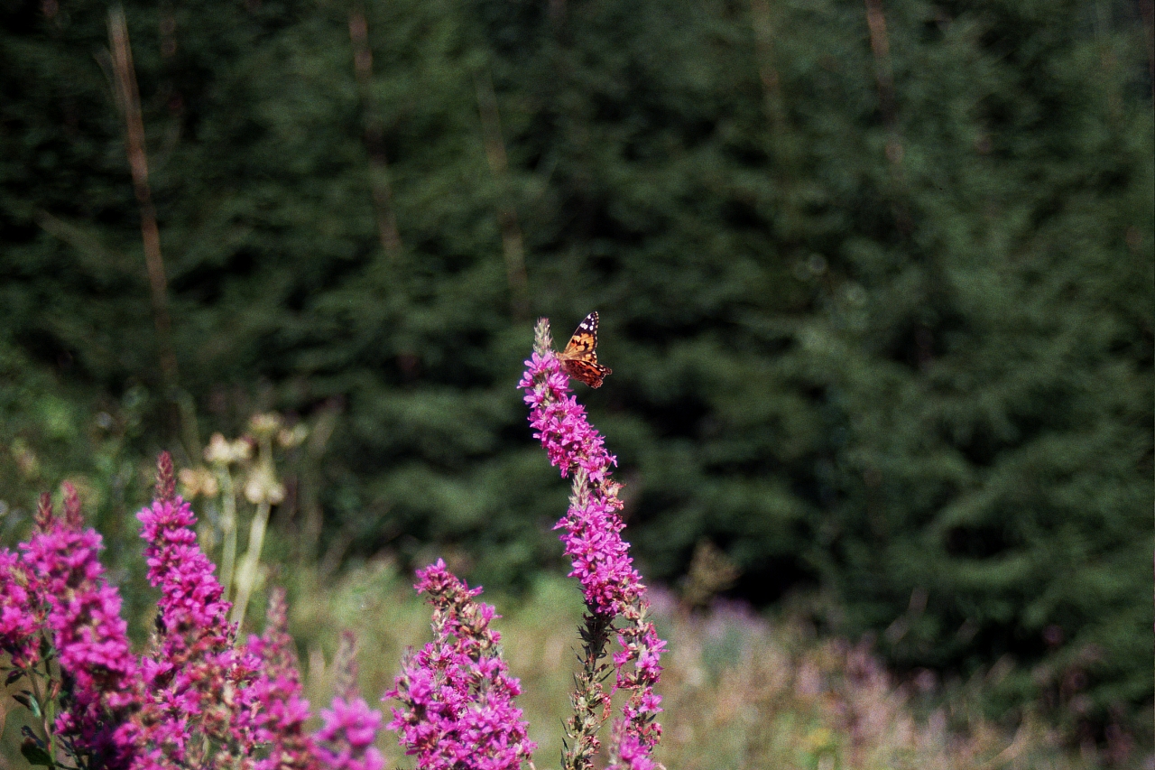 &copy; R.Thiel
Impressionen aus den Bistritz-Bergen
August 2002
Rumänienfotos