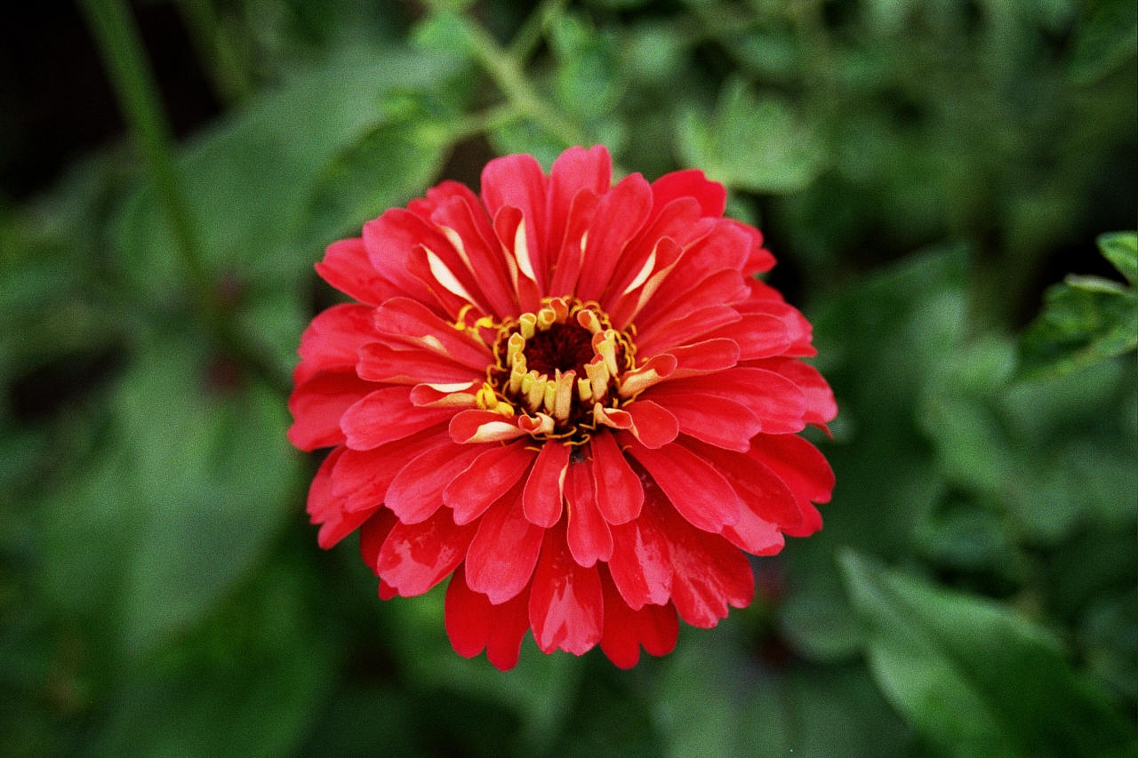 &copy; R.Thiel
Impressionen aus den Bistritz-Bergen
August 2002
Rumänienfotos