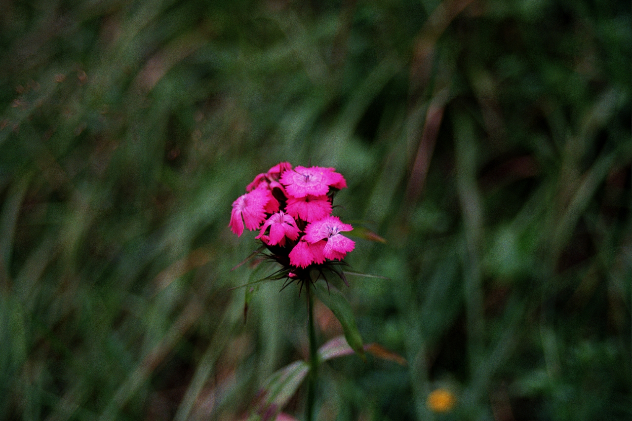 &copy; R.Thiel
Impressionen aus den Bistritz-Bergen
August 2002
Rumänienfotos