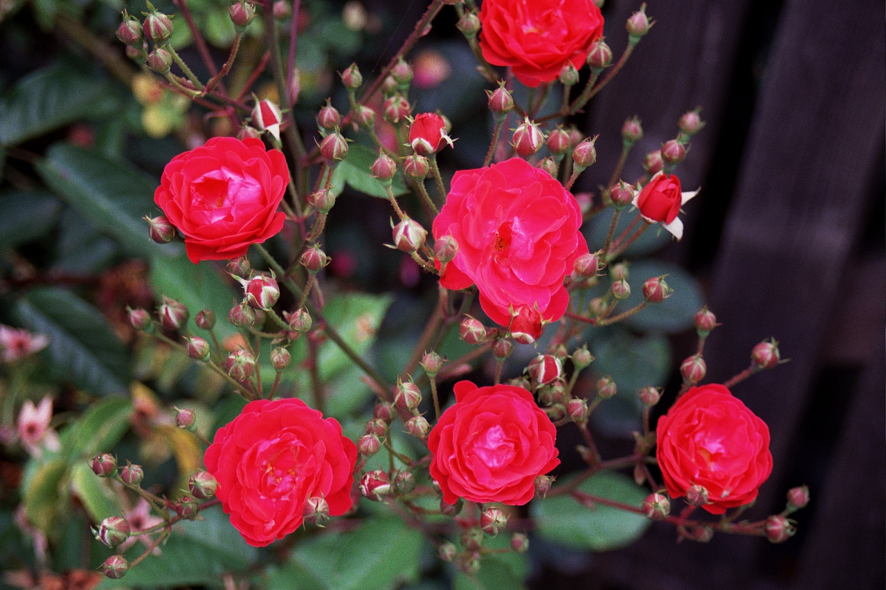 &copy; R.Thiel
Impressionen aus den Bistritz-Bergen
August 2002
Rumänienfotos