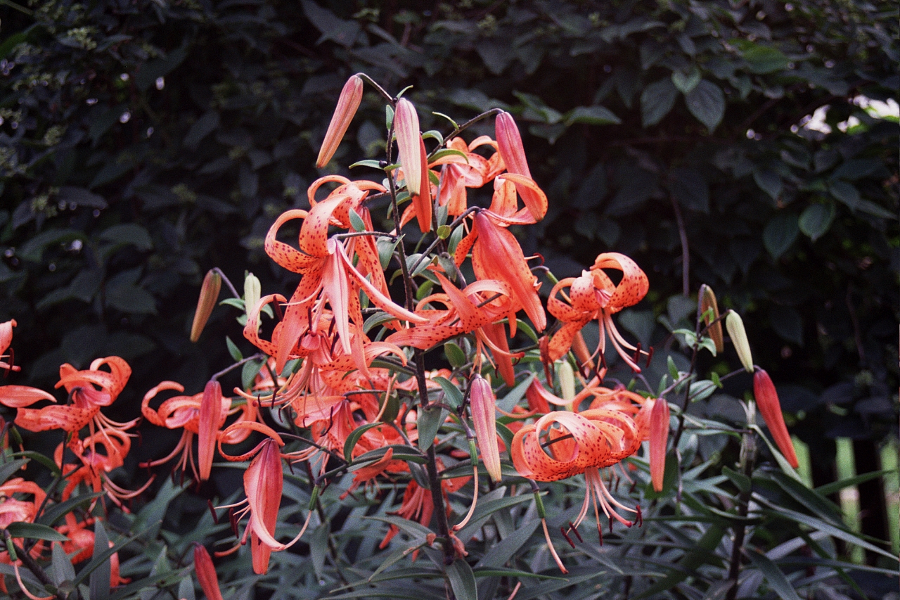 &copy; R.Thiel
Impressionen aus den Bistritz-Bergen
August 2002
Rumänienfotos