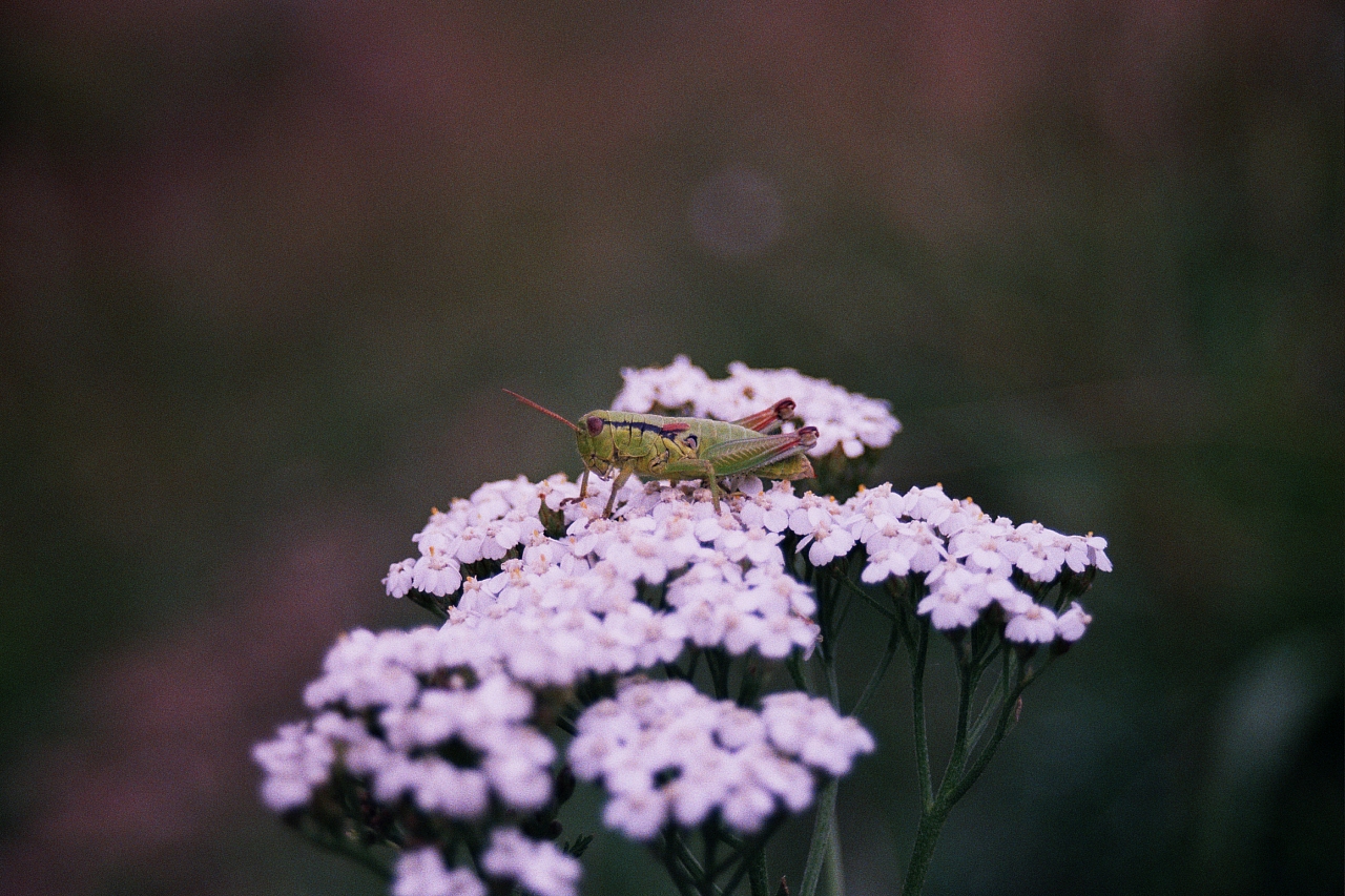 &copy; R.Thiel
Impressionen aus den Bistritz-Bergen
August 2002
Rumänienfotos
